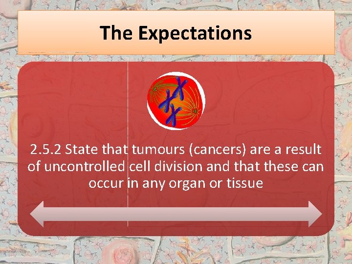 The Expectations 2. 5. 2 State that tumours (cancers) are a result of uncontrolled