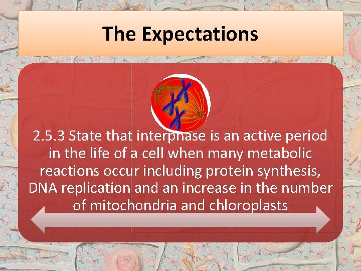 The Expectations 2. 5. 3 State that interphase is an active period in the