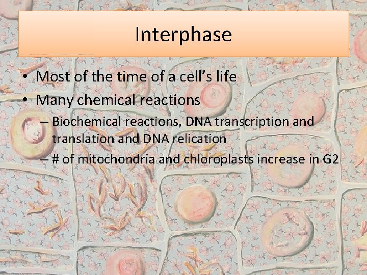 Interphase • Most of the time of a cell’s life • Many chemical reactions