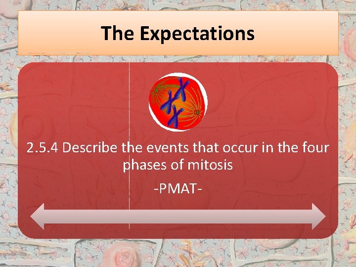 The Expectations 2. 5. 4 Describe the events that occur in the four phases