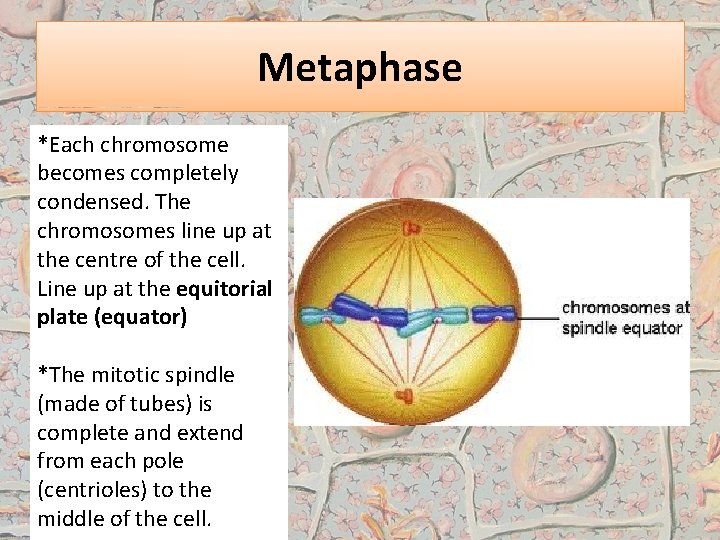Metaphase *Each chromosome becomes completely condensed. The chromosomes line up at the centre of