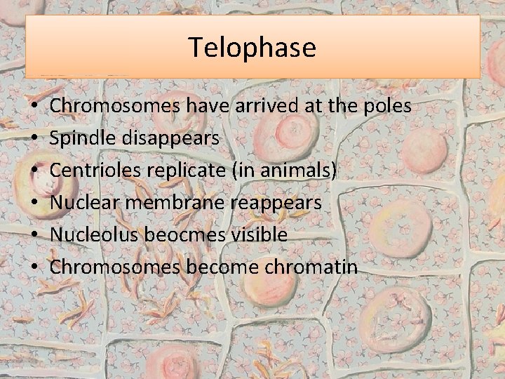 Telophase • • • Chromosomes have arrived at the poles Spindle disappears Centrioles replicate