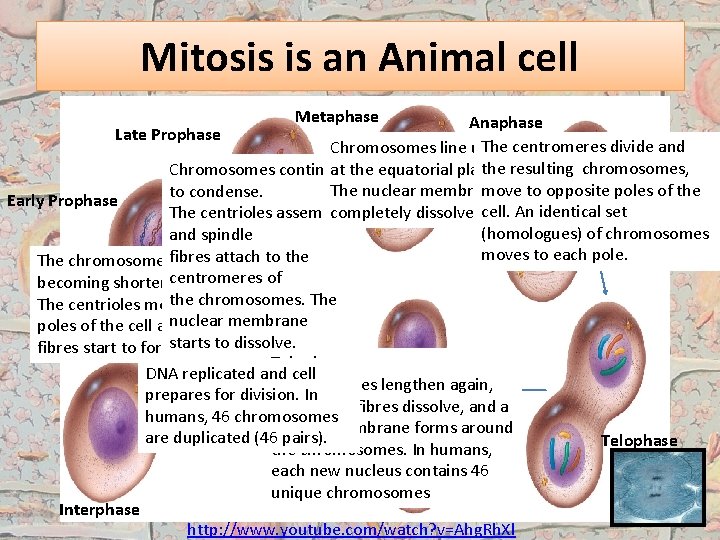 Mitosis is an Animal cell Metaphase Anaphase Chromosomes line up. The centromeres divide and