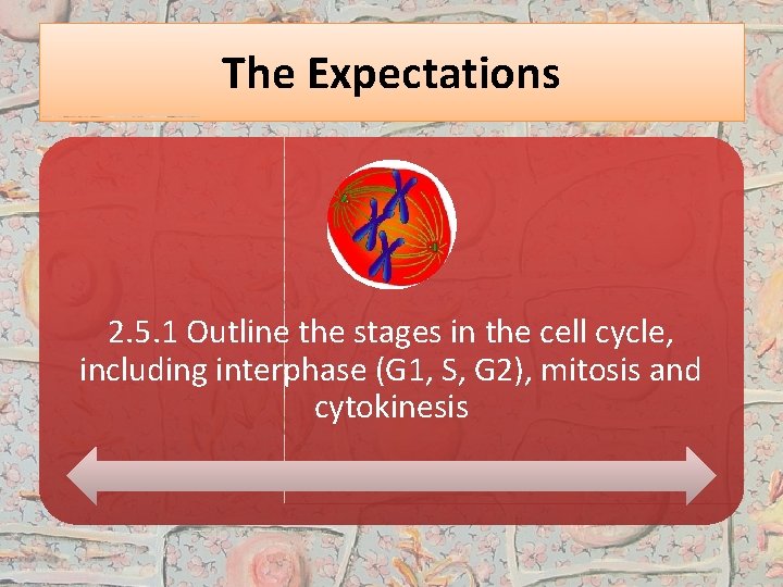 The Expectations 2. 5. 1 Outline the stages in the cell cycle, including interphase