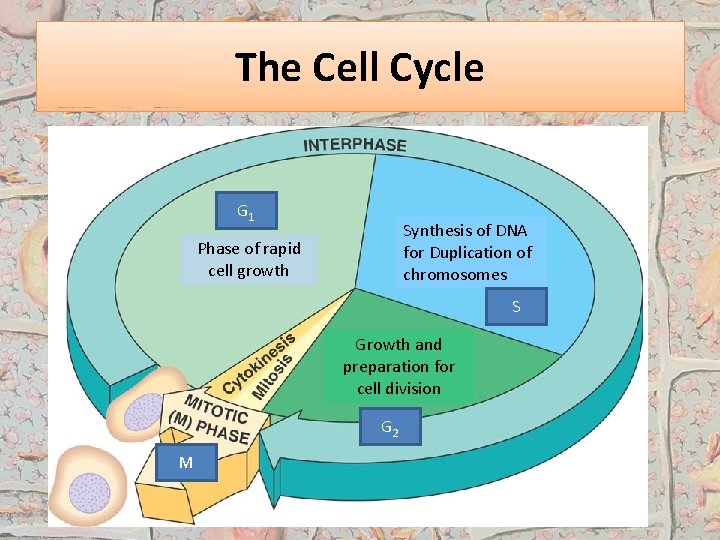 The Cell Cycle G 1 Synthesis of DNA for Duplication of chromosomes Phase of
