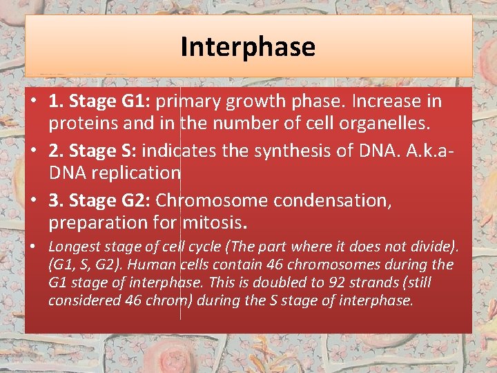 Interphase • 1. Stage G 1: primary growth phase. Increase in proteins and in