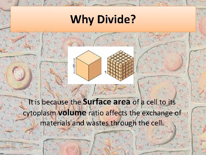 Why Divide? It is because the Surface area of a cell to its cytoplasm