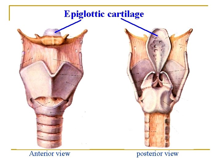 Epiglottic cartilage Anterior view posterior view Epiglottic cartilage Anterior view posterior view
