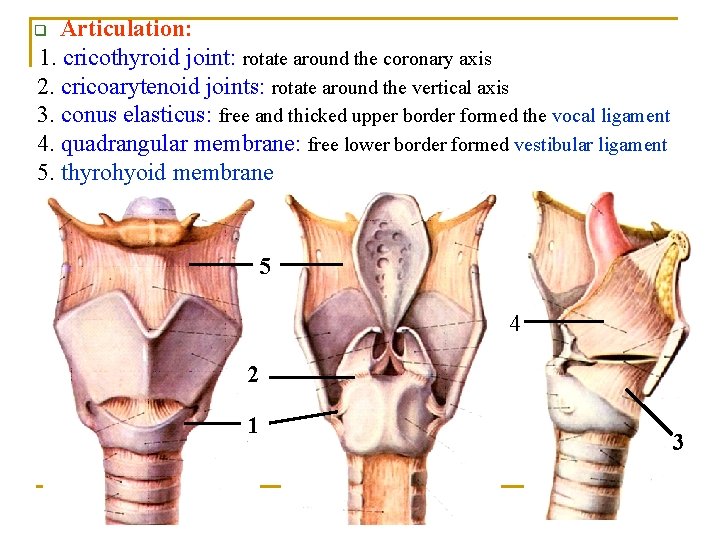 Articulation: 1. cricothyroid joint: rotate around the coronary axis 2. cricoarytenoid joints: rotate around Articulation: 1. cricothyroid joint: rotate around the coronary axis 2. cricoarytenoid joints: rotate around