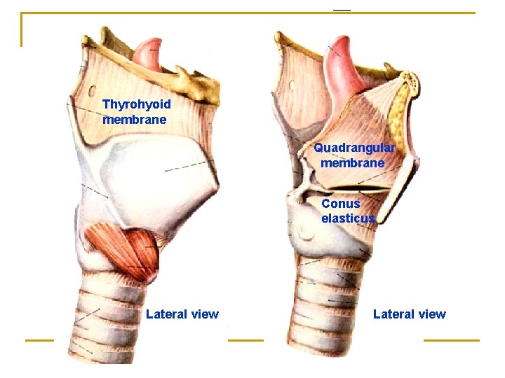 Thyrohyoid membrane Quadrangular membrane Conus elasticus Lateral view Thyrohyoid membrane Quadrangular membrane Conus elasticus Lateral view