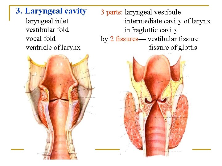 3. Laryngeal cavity laryngeal inlet vestibular fold vocal fold ventricle of larynx 3 parts: 3. Laryngeal cavity laryngeal inlet vestibular fold vocal fold ventricle of larynx 3 parts: