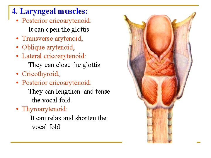 4. Laryngeal muscles: • Posterior cricoarytenoid: It can open the glottis • Transverse arytenoid, 4. Laryngeal muscles: • Posterior cricoarytenoid: It can open the glottis • Transverse arytenoid,