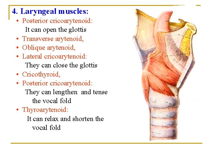 4. Laryngeal muscles: • Posterior cricoarytenoid: It can open the glottis • Transverse arytenoid, 4. Laryngeal muscles: • Posterior cricoarytenoid: It can open the glottis • Transverse arytenoid,