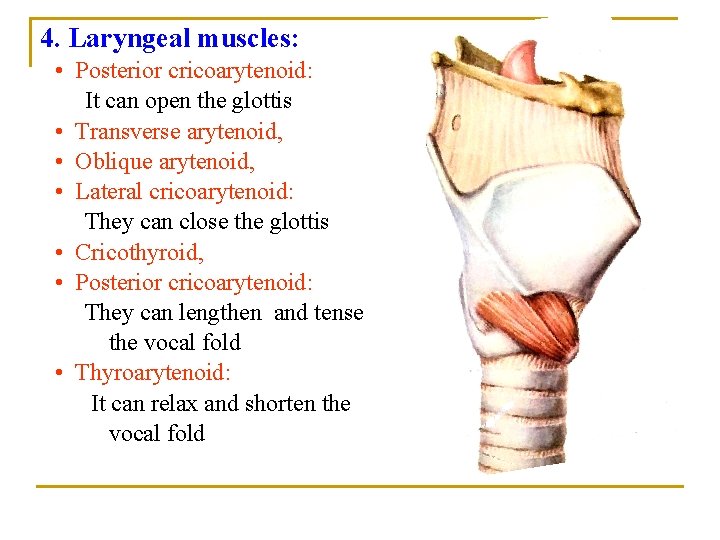 4. Laryngeal muscles: • Posterior cricoarytenoid: It can open the glottis • Transverse arytenoid, 4. Laryngeal muscles: • Posterior cricoarytenoid: It can open the glottis • Transverse arytenoid,