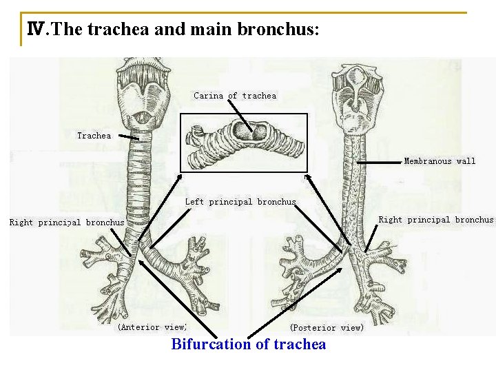 Ⅳ. The trachea and main bronchus: Bifurcation of trachea Ⅳ. The trachea and main bronchus: Bifurcation of trachea