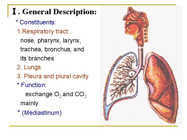 Ⅰ. General Description: * Constituents: 1. Respiratory tract: nose, pharynx, larynx, trachea, bronchus, and Ⅰ. General Description: * Constituents: 1. Respiratory tract: nose, pharynx, larynx, trachea, bronchus, and