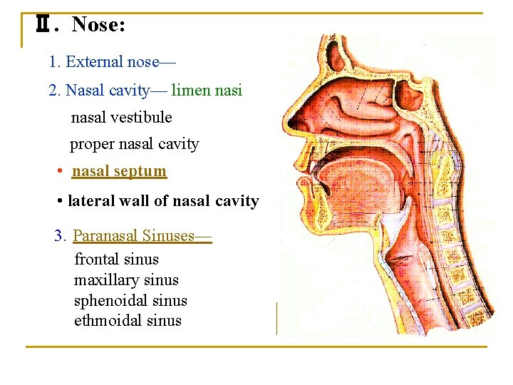 Ⅱ. Nose: 1. External nose— 2. Nasal cavity— limen nasi nasal vestibule proper nasal Ⅱ. Nose: 1. External nose— 2. Nasal cavity— limen nasi nasal vestibule proper nasal