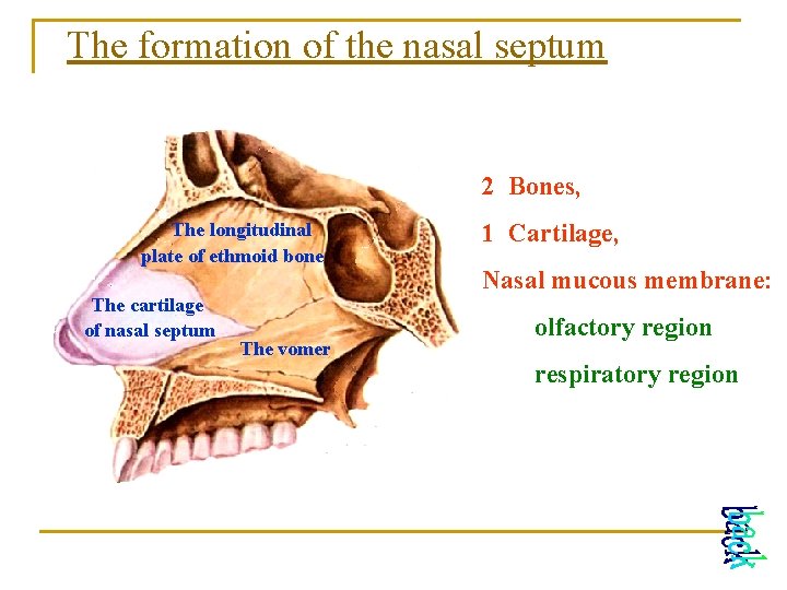 The formation of the nasal septum 2 Bones, The longitudinal plate of ethmoid bone The formation of the nasal septum 2 Bones, The longitudinal plate of ethmoid bone