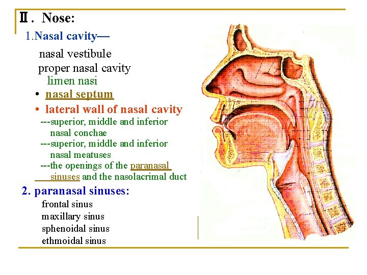 Ⅱ. Nose: 1. Nasal cavity— nasal vestibule proper nasal cavity limen nasi • nasal Ⅱ. Nose: 1. Nasal cavity— nasal vestibule proper nasal cavity limen nasi • nasal