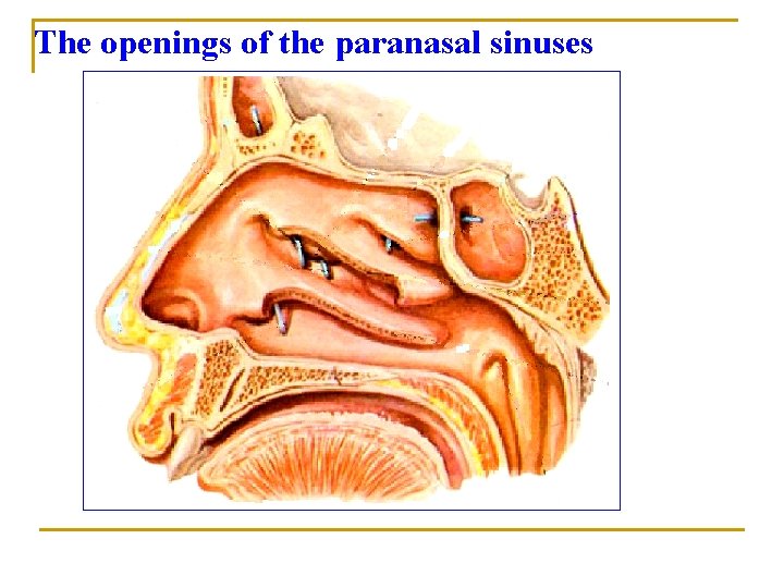 The openings of the paranasal sinuses The openings of the paranasal sinuses