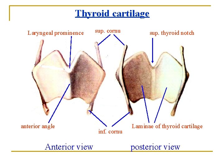 Thyroid cartilage Laryngeal prominence sup. cornu sup. thyroid notch lamina anterior angle Anterior view Thyroid cartilage Laryngeal prominence sup. cornu sup. thyroid notch lamina anterior angle Anterior view