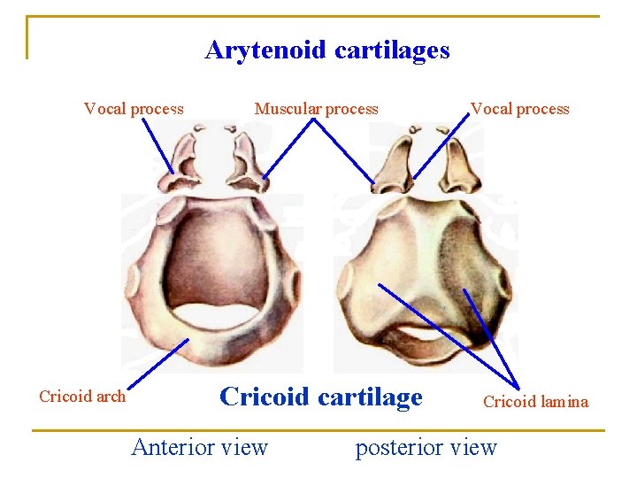 Arytenoid cartilages Muscular process Vocal process Cricoid arch Muscular process Cricoid cartilage Anterior view Arytenoid cartilages Muscular process Vocal process Cricoid arch Muscular process Cricoid cartilage Anterior view