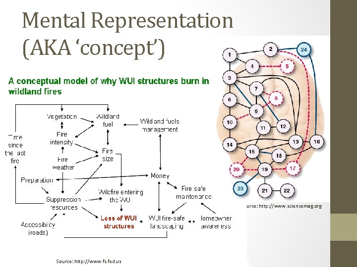 Mental Representation (AKA ‘concept’) Source: http: //www. sciencemag. org Source: http: //www. fs. fed.