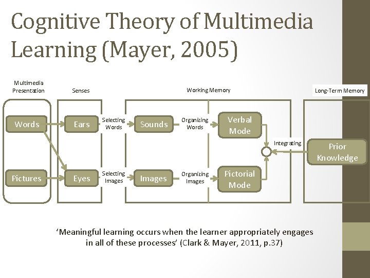 Cognitive Theory of Multimedia Learning (Mayer, 2005) Multimedia Presentation Senses Words Ears Working Memory