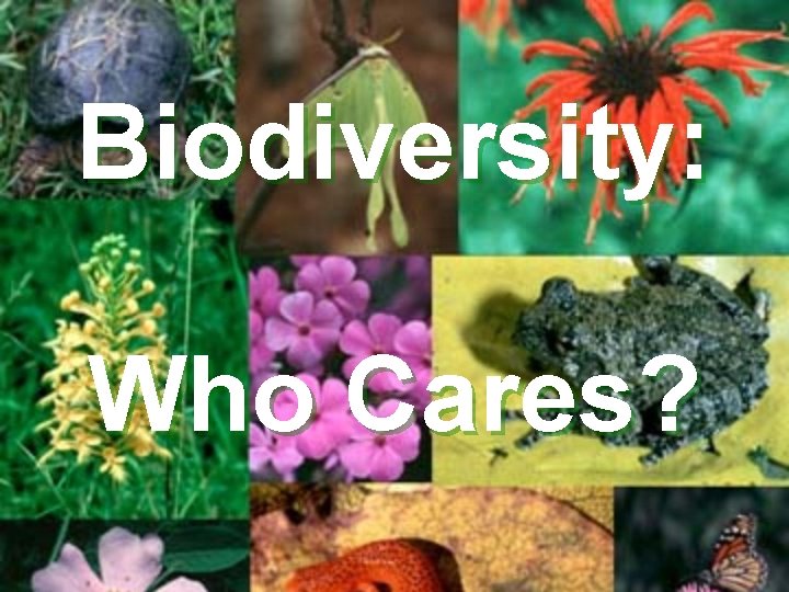 Biodiversity: Who Cares? 