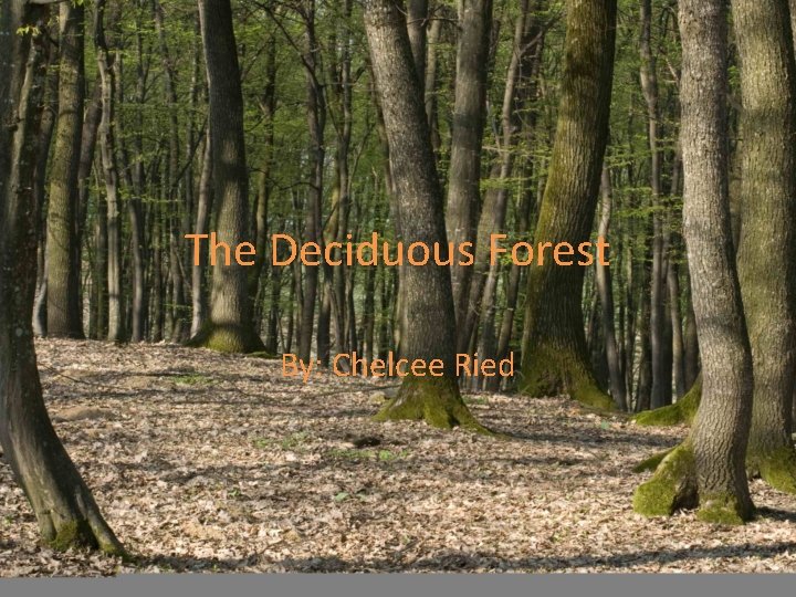 The Deciduous Forest By: Chelcee Ried 