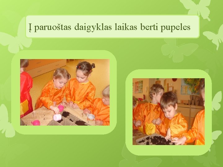 Į paruoštas daigyklas laikas berti pupeles sėklas 