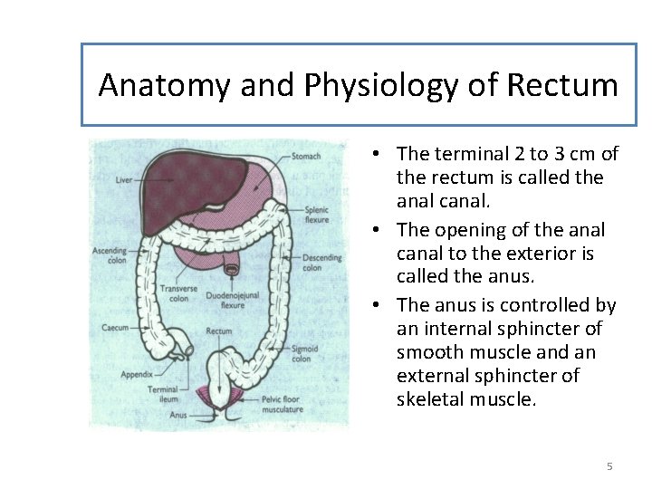 Anatomy and Physiology of Rectum • The terminal 2 to 3 cm of the