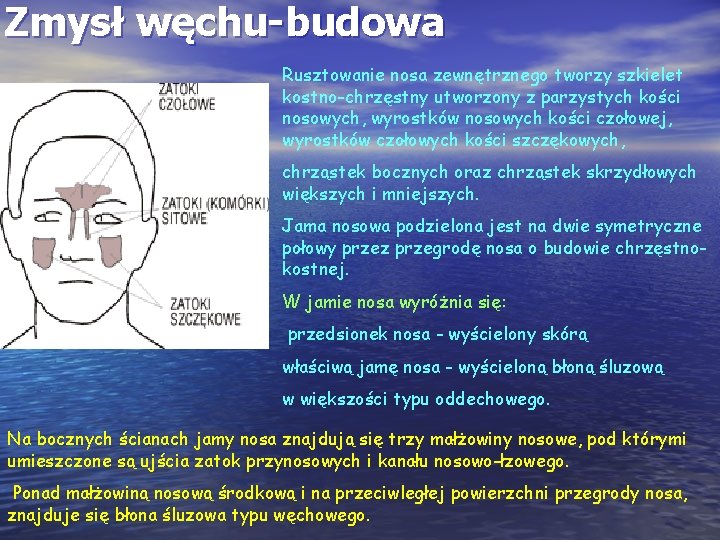 Zmysł węchu-budowa Rusztowanie nosa zewnętrznego tworzy szkielet kostno-chrzęstny utworzony z parzystych kości nosowych, wyrostków