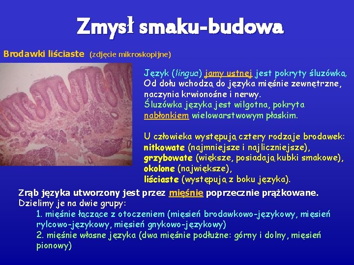 Zmysł smaku-budowa Brodawki liściaste (zdjęcie mikroskopijne) Język (lingua) jamy ustnej jest pokryty śluzówką. Od