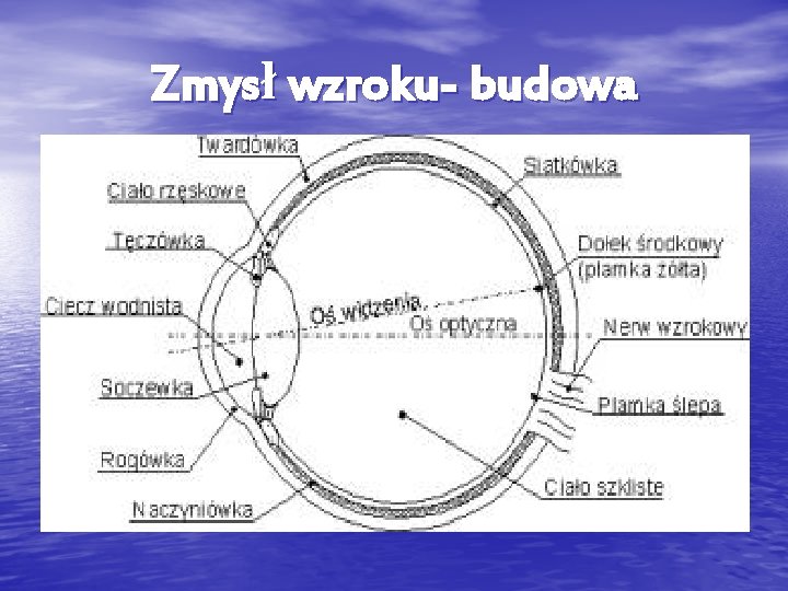 Zmysł wzroku- budowa 