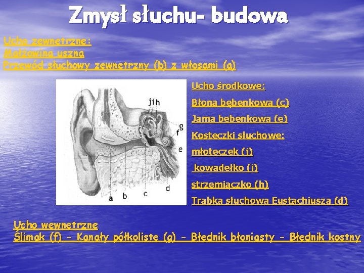 Zmysł słuchu- budowa Ucho zewnętrzne: Małżowina uszna Przewód słuchowy zewnętrzny (b) z włosami (a)