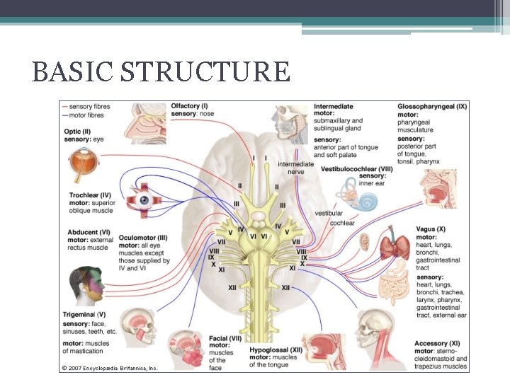 BASIC STRUCTURE 