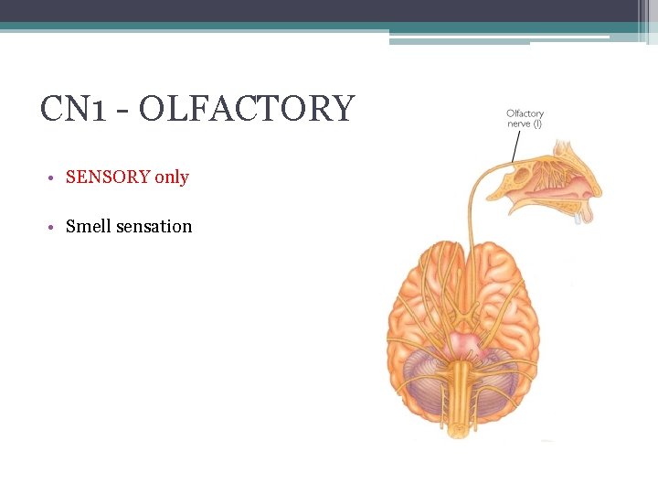 CN 1 - OLFACTORY • SENSORY only • Smell sensation 