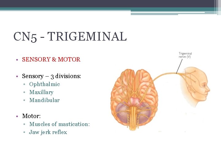 CN 5 - TRIGEMINAL • SENSORY & MOTOR • Sensory – 3 divisions: ▫