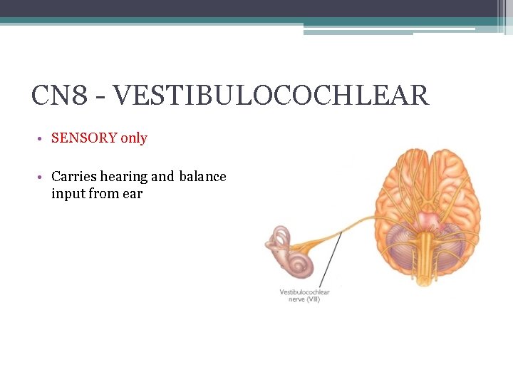 CN 8 - VESTIBULOCOCHLEAR • SENSORY only • Carries hearing and balance input from