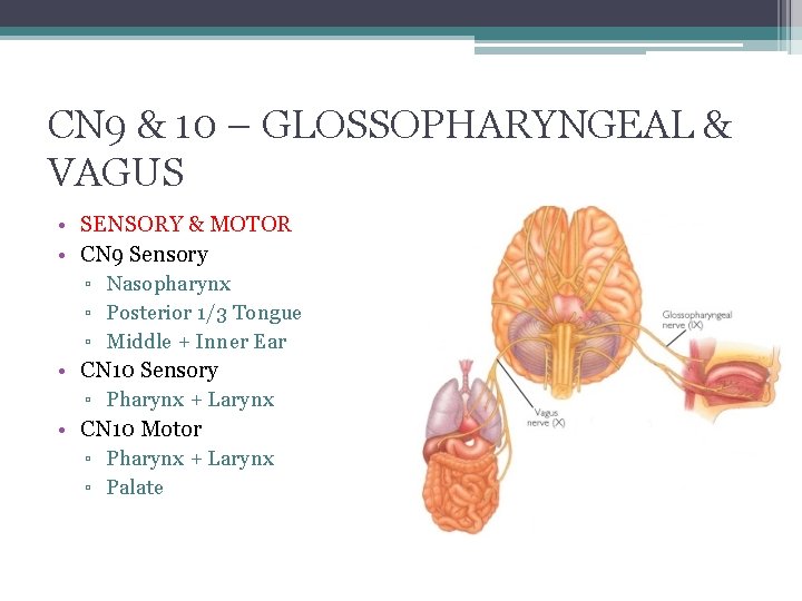 CN 9 & 10 – GLOSSOPHARYNGEAL & VAGUS • SENSORY & MOTOR • CN