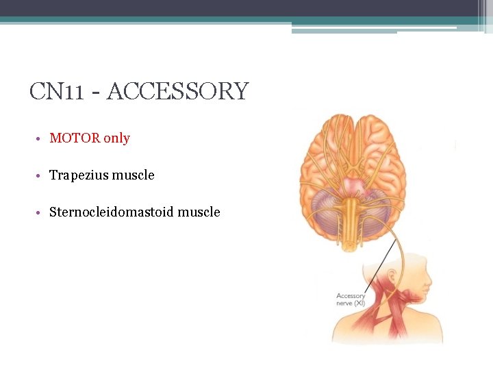 CN 11 - ACCESSORY • MOTOR only • Trapezius muscle • Sternocleidomastoid muscle 