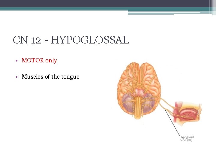 CN 12 - HYPOGLOSSAL • MOTOR only • Muscles of the tongue 