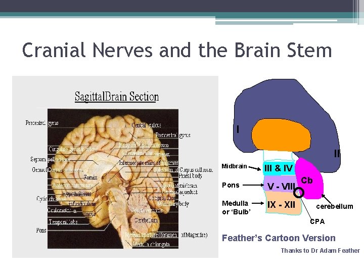 Cranial Nerves and the Brain Stem I II Midbrain III & IV Pons V