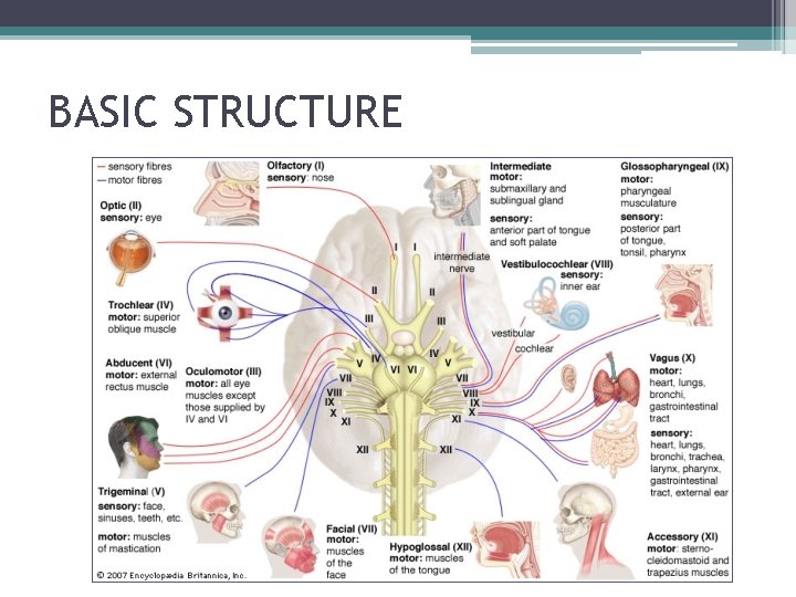 BASIC STRUCTURE 