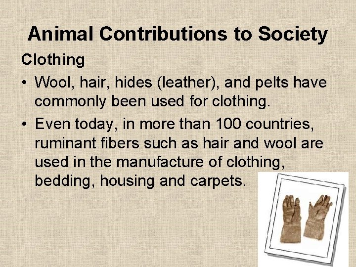 Animal Contributions to Society Clothing • Wool, hair, hides (leather), and pelts have commonly