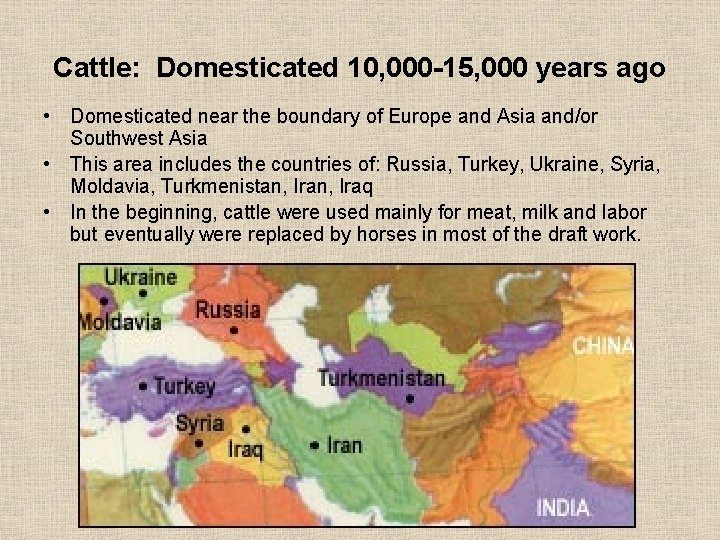 Cattle: Domesticated 10, 000 -15, 000 years ago • Domesticated near the boundary of