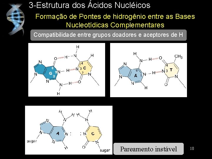3 -Estrutura dos Ácidos Nucléicos Formação de Pontes de hidrogênio entre as Bases Nucleotídicas