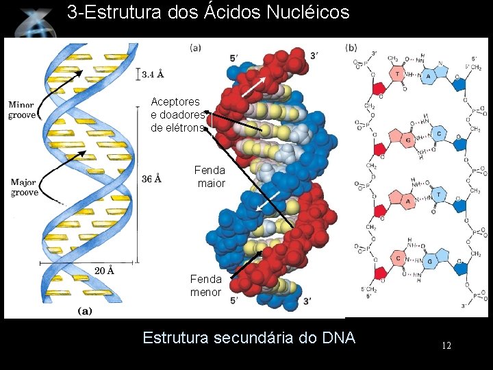 3 -Estrutura dos Ácidos Nucléicos Aceptores e doadores de elétrons Fenda maior Fenda menor