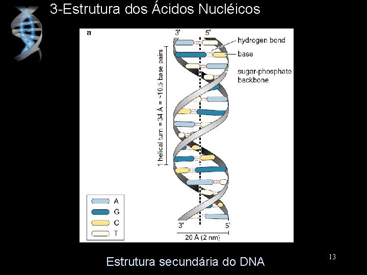 3 -Estrutura dos Ácidos Nucléicos Estrutura secundária do DNA 13 